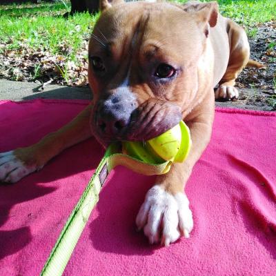 1husko jeu de tirage balle