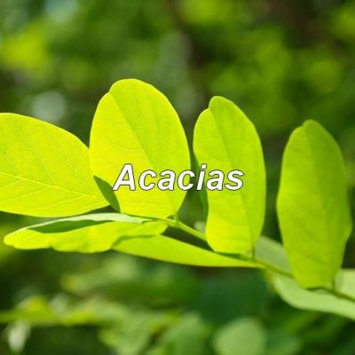 Acacias 1280