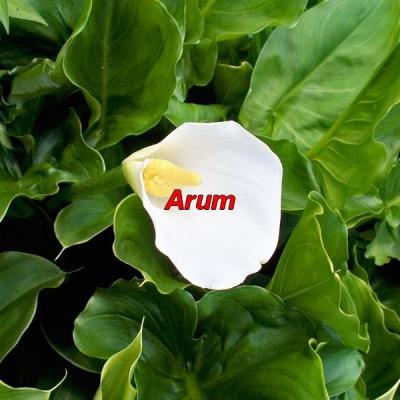 Arum 271733 1281