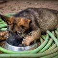 Berger allemand bebe gamelle