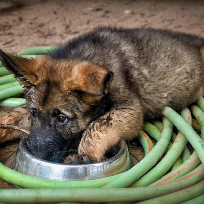 Berger allemand bebe gamelle