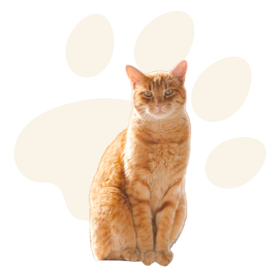 Chat petmaniatrcfky