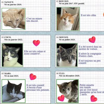 Chatterie 2