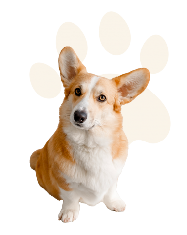Chien3 td3o