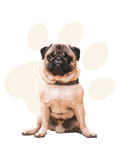 Chien3tjwdv0