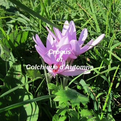 Ciolchique mauve