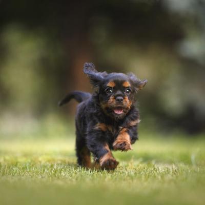 chien noir