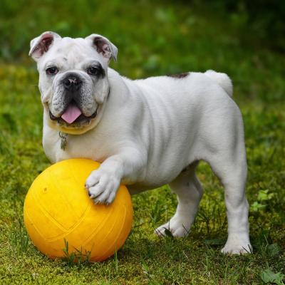 bulldog anglais