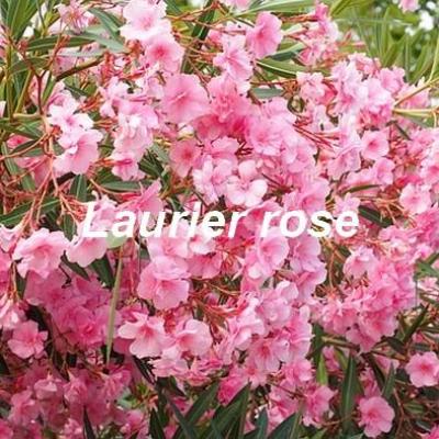 Laurier rose 1521525 640