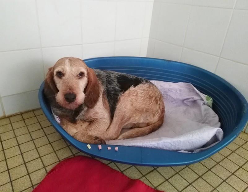 Adoption Griffon