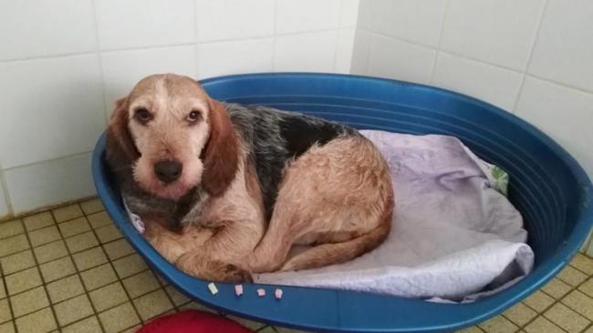 Adoption Griffon