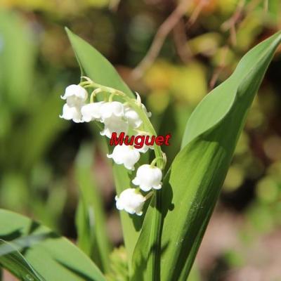 Muguet 5095981 1280