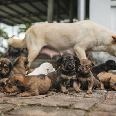 Portee 10 chiots
